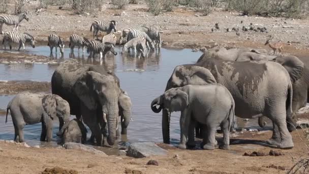 大象的家庭在移动 草原上的野生动物 五大动物 非洲大草原上的大象 野生非洲象在森林中行走的肖像 — 图库视频影像