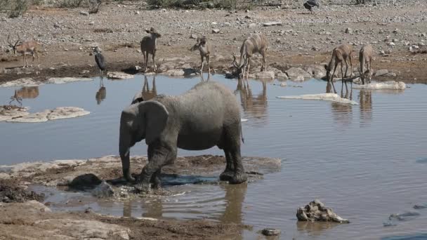 Famiglia Elefanti Movimento Fauna Selvatica Savana Grandi Cinque Animali Elefanti — Video Stock