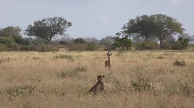Hayvanlar. Afrika Vahşi Yaşam Safari Hayvanları. Savanadaki çita. Vahşi çitayı yakından çek. Serengeti Safari oyun sürüşü. Tanzanya 'da. Afrika. Savannah Peyzajı 'nda İnanılmaz Güzel Hayvanlar