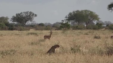 Hayvanlar. Afrika Vahşi Yaşam Safari Hayvanları. Savanadaki çita. Vahşi çitayı yakından çek. Serengeti Safari oyun sürüşü. Tanzanya 'da. Afrika. Savannah Peyzajı 'nda İnanılmaz Güzel Hayvanlar