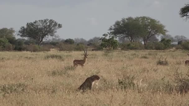 Hayvanlar Afrika Vahşi Yaşam Safari Hayvanları Savanadaki Çita Vahşi Çitayı — Stok video