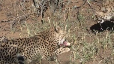 Hayvanlar. Afrika Vahşi Yaşam Safari Hayvanları. Savanadaki çita. Vahşi çitayı yakından çek. Serengeti Safari oyun sürüşü. Tanzanya 'da. Afrika. Savannah Peyzajı 'nda İnanılmaz Güzel Hayvanlar