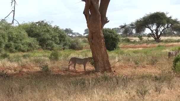 Des Animaux Animaux Safari Faune Africaine Guépard Dans Savane Gros — Video