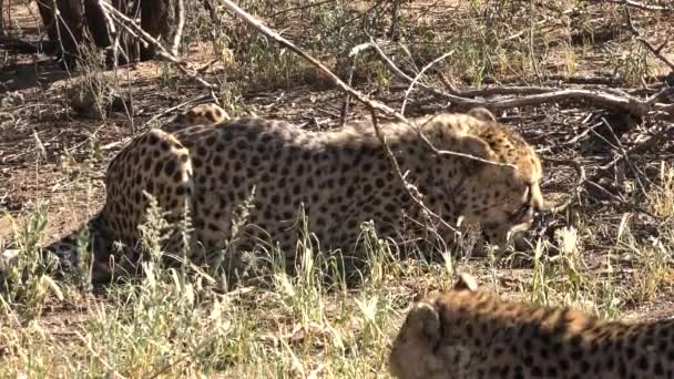 Animali Animali Safari Della Fauna Selvatica Africana Ghepardo Nella Savana — Video Stock