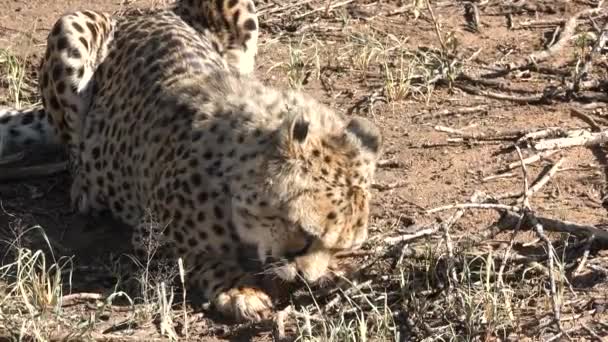 Animales African Wildlife Safari Animals Inglés Guepardo Sabana Primer Plano — Vídeos de Stock
