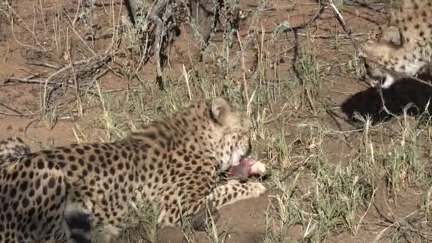Zvířata Africká Divoká Zvířata Safari Gepard Savaně Zblízka Záběr Divokého — Stock video