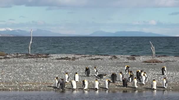 ペンギン王が自然の生息地でフエゴを訪れました 野生生物 海の鳥と海の生命 キングペンギンの人口 パタゴニアの離島の海岸に立っているペンギンの家族 — ストック動画
