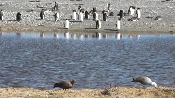 Король Пингвинов Огненной Земле Естественной Среде Обитания Дикая Природа Морские — стоковое видео