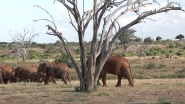 Vahşi yaşam. Büyük Göç sırasında özel bir safari cipiyle Büyük Beşli. Vahşi doğadaki fil sürüsü. Afrika savanasındaki filler. Büyük Beşli.