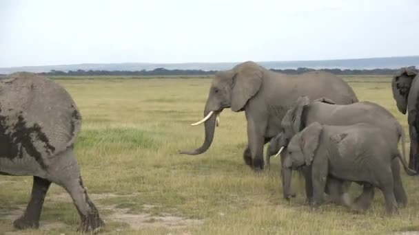 Djurliv Big Five Den Stora Migrationen Speciell Safarijeep Hjord Elefantdjur — Stockvideo