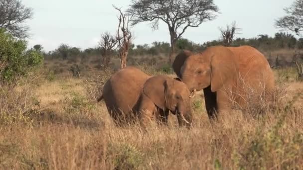 野生生物 特別なサファリのジープでの大移住の間に大きな5つ 野生の象の群れについて アフリカのサバンナのゾウたち ビッグファイブ — ストック動画