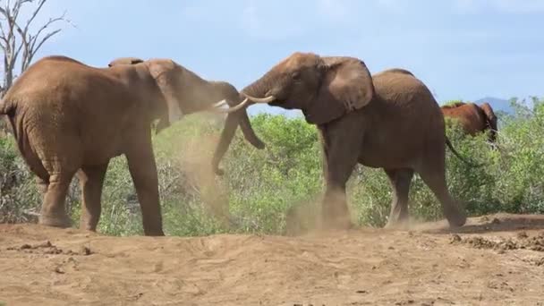 특별한 사파리 지프에서 그레이트 마이그레이션 야생에서 코끼리 동물의 아프리카 사바나에 — 비디오