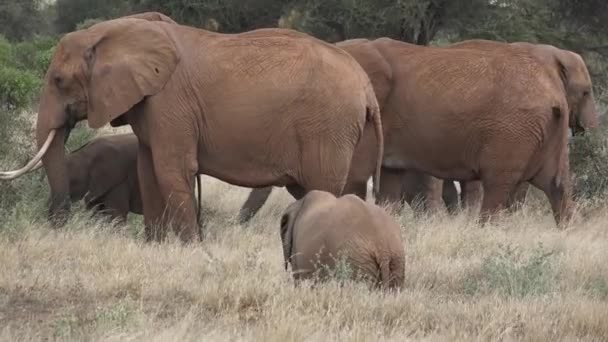 野生生物 特別なサファリのジープでの大移住の間に大きな5つ 野生の象の群れについて アフリカのサバンナのゾウたち ビッグファイブ — ストック動画