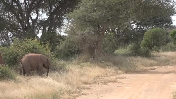 Wildlife Big Five Great Migration Special Safari Jeep Herd Elephant — Stock Video