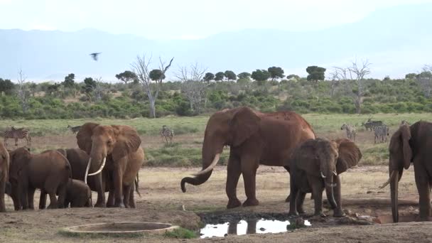 Wilde Dieren Big Five Tijdens Grote Migratie Een Speciale Safari — Stockvideo