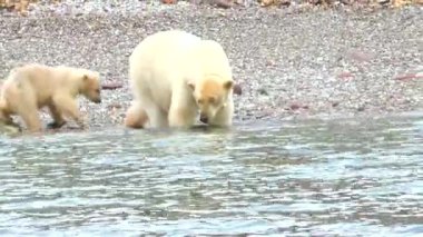 Yavru bir kutup ayısıyla Spitsbergen 'in okyanus kıyısında. Kuzey Avrupa 'nın çorak bölgelerinde tehlikeli hayvanlar. Kuzey Kutbu 'ndaki Spitsbergen ve vahşi hayvanların doğal manzarası. Svalbard takımadaları