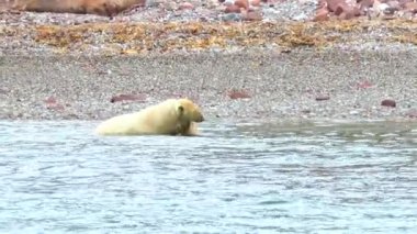 Yavru bir kutup ayısıyla Spitsbergen 'in okyanus kıyısında. Kuzey Avrupa 'nın çorak bölgelerinde tehlikeli hayvanlar. Kuzey Kutbu 'ndaki Spitsbergen ve vahşi hayvanların doğal manzarası. Svalbard takımadaları