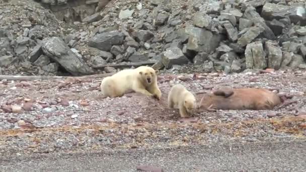Lední Medvěd Mládětem Mořském Pobřeží Špicberků Nebezpečná Zvířata Pustinách Severní — Stock video