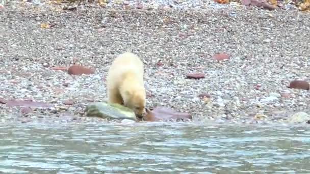 北极熊与幼熊生活在斯匹次卑尔根的海岸上 北欧荒原上的危险动物 北极斯匹次卑尔根和野生动物的自然景观 斯瓦尔巴群岛 — 图库视频影像