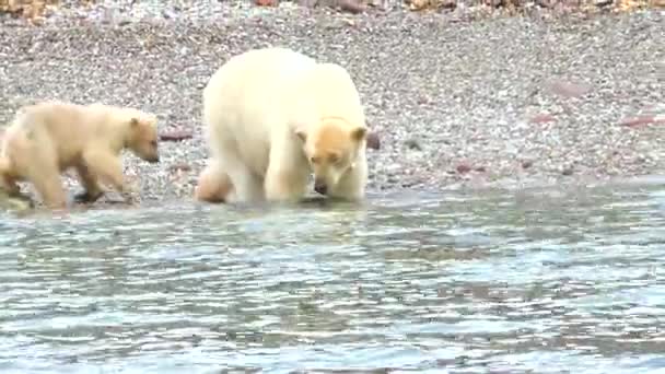 Spitsbergen의 해안에 큐브와 북극곰 북유럽의 배드랜드에서 위험한 북극의 Spitsbergen과 동물의 — 비디오