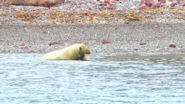 Spitsbergen의 해안에 큐브와 북극곰 북유럽의 배드랜드에서 위험한 북극의 Spitsbergen과 동물의 — 비디오