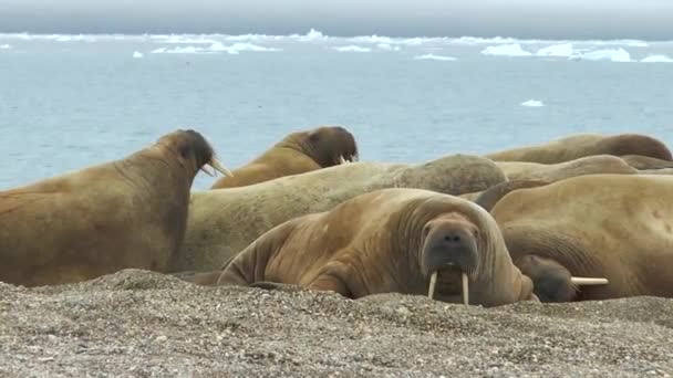 Walross Wildtiere Eine Gruppe Walrosse Entspannt Sich Ufer Des Arktischen — Stockvideo