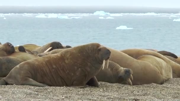 Mrož Divoká Zvěř Skupina Mrožů Odpočívá Vody Břehu Severního Ledového — Stock video