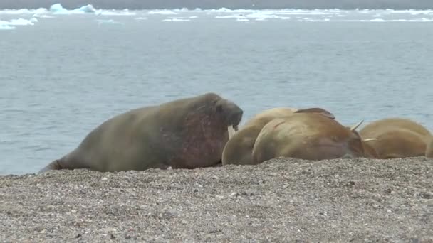 Morsa Vida Selvagem Grupo Morsas Relaxar Perto Água Costa Oceano — Vídeo de Stock