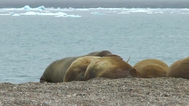 Walross Wildtiere Eine Gruppe Walrosse Entspannt Sich Ufer Des Arktischen — Stockvideo