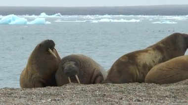 Deniz aygırı. Vahşi yaşam. Bir grup mors, Svalbard 'daki Arktik Okyanusu kıyısında su kenarında dinleniyor. Vahşi yaşam. Kuzey Çorak Toprakları 'ndaki tehlikeli hayvanlar. Spitsbergen 'in doğal manzarası.