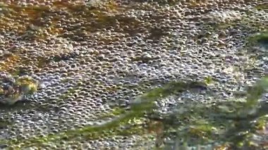 Deredeki su altı hava kabarcıkları. Su altı oksijen kabarcıklarının kristal berrak kaynak suyundaki görüntüsü. Hava kabarcıkları desenli bir dağ deresinin yakın çekimi. Doğanın harikaları ve güzelliği