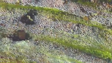 Deredeki su altı hava kabarcıkları. Su altı oksijen kabarcıklarının kristal berrak kaynak suyundaki görüntüsü. Hava kabarcıkları desenli bir dağ deresinin yakın çekimi. Doğanın harikaları ve güzelliği