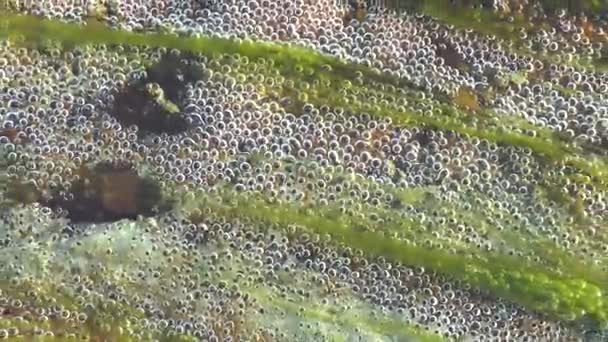 Bolhas Subaquáticas Riacho Vista Subaquática Bolhas Oxigênio Água Cristalina Nascente — Vídeo de Stock
