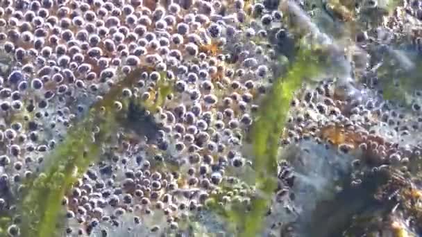 Bolhas Subaquáticas Riacho Vista Subaquática Bolhas Oxigênio Água Cristalina Nascente — Vídeo de Stock