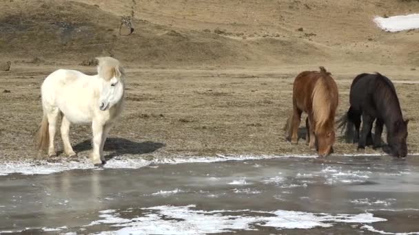 Wilde Paarden Ijsland Mooie Pluizige Ijskoude Paarden Verbazingwekkende Ijslandse Paarden — Stockvideo