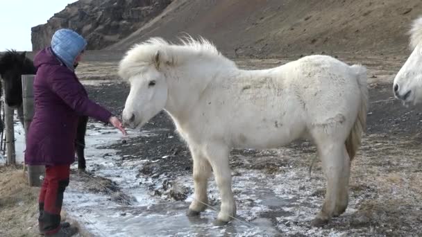 Vadlovak Izlandon Gyönyörű Bolyhos Jéglovak Csodálatos Izlandi Lovak Téli Szezonban — Stock videók