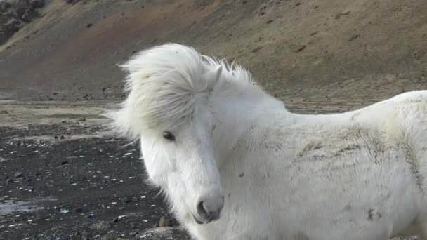 Dzikie Konie Islandii Piękne Puszyste Konie Icelandyjskie Niesamowite Islandzkie Konie — Wideo stockowe