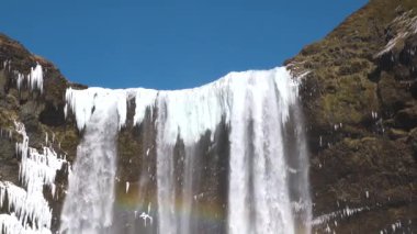 İzlanda. Şelale ve Buz. Kışın donmuş şelale, büyülü bir kış manzarası. Kuzeyin güzel doğası. Saf buzul suyu. İzlanda 'daki ünlü şelale