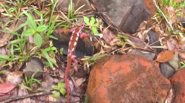 Chameleon. Close up. Wild chameleon in the nature habitat. African wildlife. Macro. Exotic tropical lizard walks slowly and looking around