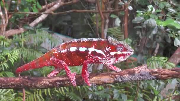 Chameleon Close Wild Chameleon Nature Habitat African Wildlife Macro Exotic — Stok video
