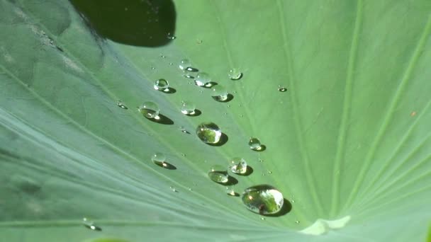 Una Gota Agua Sobre Una Gran Hoja Verde Gota Lluvia — Vídeos de Stock