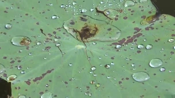 Ein Tropfen Wasser Auf Einem Großen Grünen Blatt Frischer Regentropfen — Stockvideo