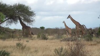 A family of giraffes in Africa. A herd of giraffes walks through thickets of bushes in African savanna of wildlife reservation. Wild herbivores on background of acacias trees. Safari in Africa.