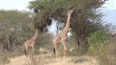 A family of giraffes in Africa. A herd of giraffes walks through thickets of bushes in African savanna of wildlife reservation. Wild herbivores on background of acacias trees. Safari in Africa.