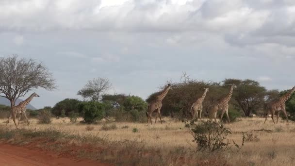 Family Giraffes Africa Herd Giraffes Walks Thickets Bushes African Savanna — 图库视频影像