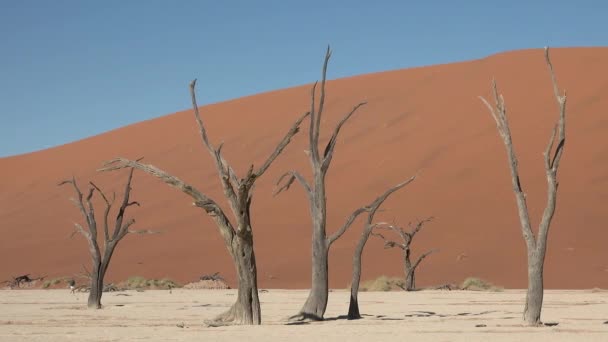 Turyści Górach Wydmy Pustyni Namibii Wspinaczka Sylwetka Zachód Słońca Podróże — Wideo stockowe