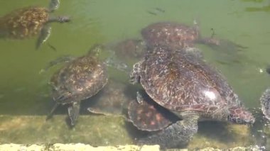 Vahşi yaşam. Deniz kaplumbağaları yakın çekim. Zanzibar adasındaki hayvanat bahçesi. Egzotik hayvanlar.
