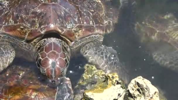 Vida Silvestre Tortugas Marinas Cerca Zoológico Isla Zanzíbar Animales Exóticos — Vídeos de Stock