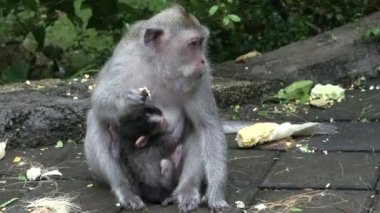 Bebekli bir maymun. Hayvanlar ve vahşi yaşam. Makak anne ve bebek bir ağacın gölgesinde oturuyorlar..