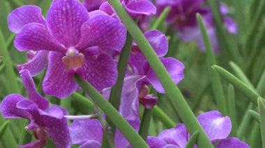 Çiçekler. Botanik bahçesindeki orkideler. Makro. Orkide baharda çiçek açar. Doğanın güzelliğinin süslemesi. Singapur 'da tropikal bir bahçede nadir bulunan bir orkide. Flora yakın plan..